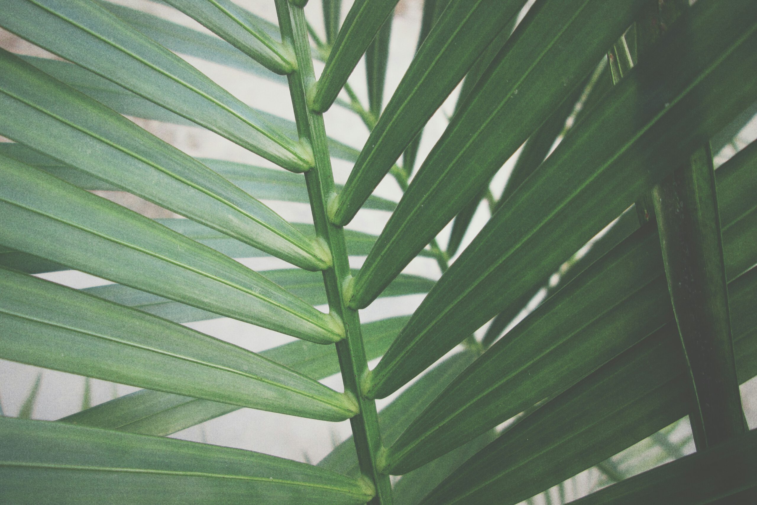 ismael-reis-EZwBWe2XxKg-unsplash